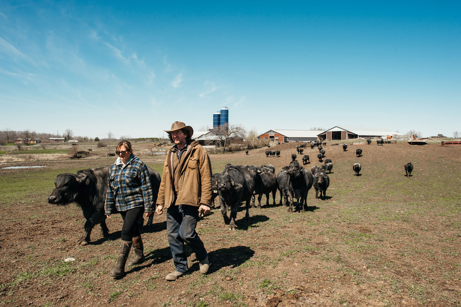Stirling buffalo farm