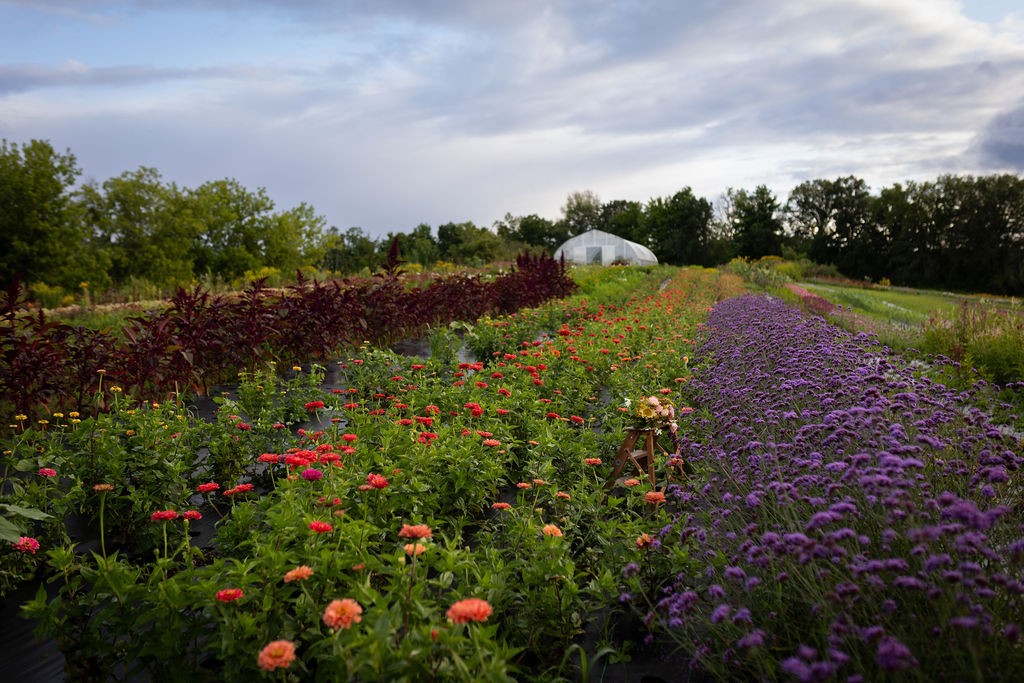 Dahlia May Flower Farm Flower field