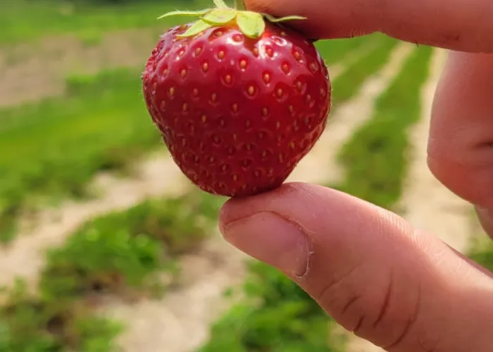 A person holding a strawberry between their fingers in a field